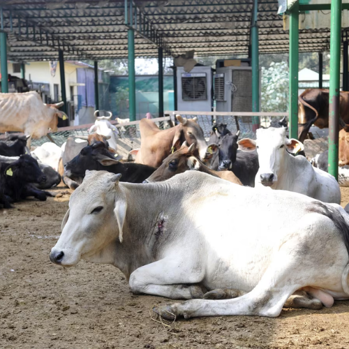 COW SHELTER COW SHELTER